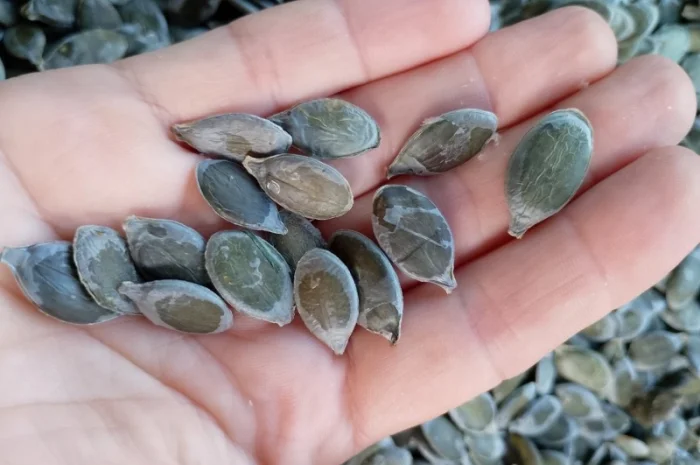 Куплю гарбузове насіння- фото № 2