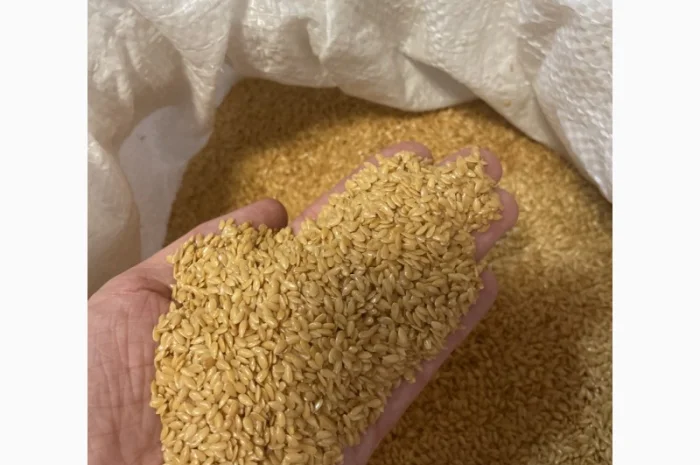 Продається льон коричневий та золотий база- фото № 3