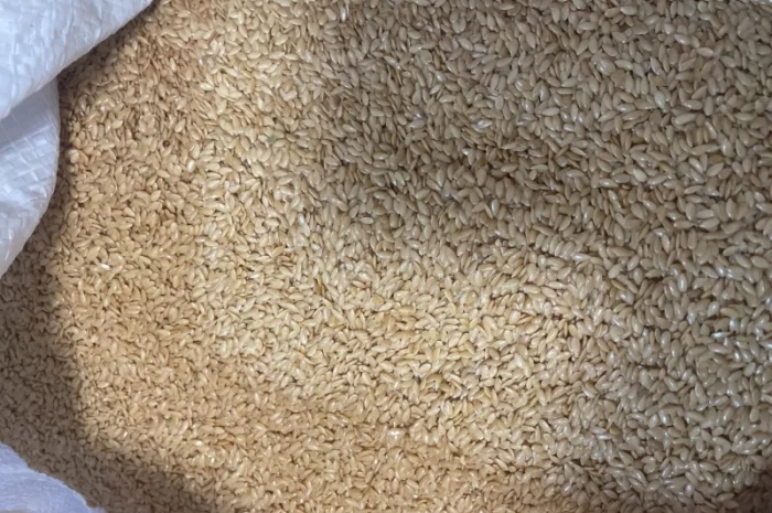 Продається льон коричневий та золотий база- фото № 4