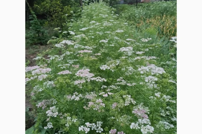 Семена кориандра Шико – ароматная пряность для вашего сада- фото № 1