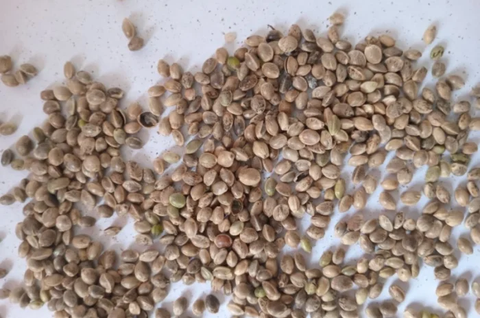 Продаж технічного насіння коноплі- фото № 1