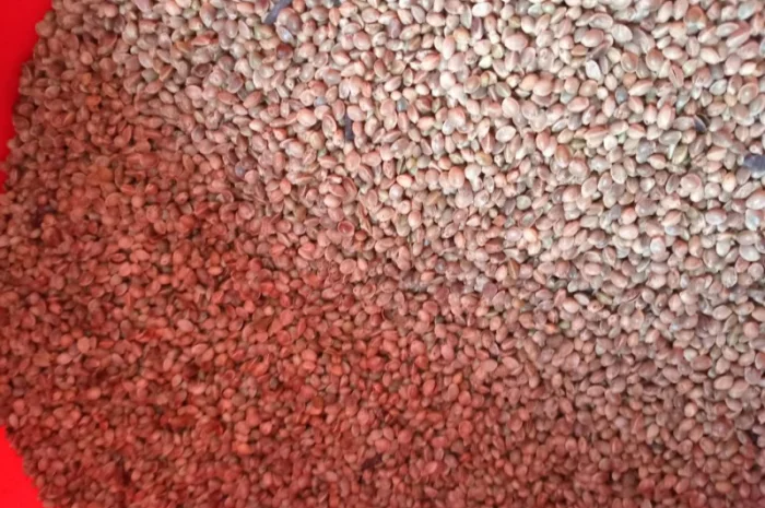 Продаж технічного насіння коноплі- фото № 2