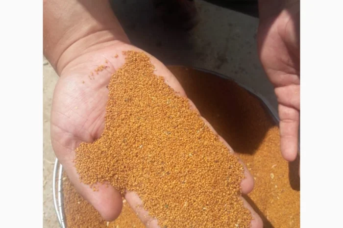 Продам семена Рыжея- фото № 1