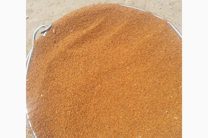 Продам семена Рыжея- фото № 2