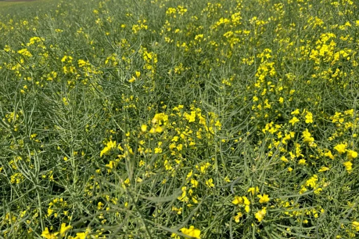 Продаємо насіння сидератів (озимий ріпак)- фото № 2