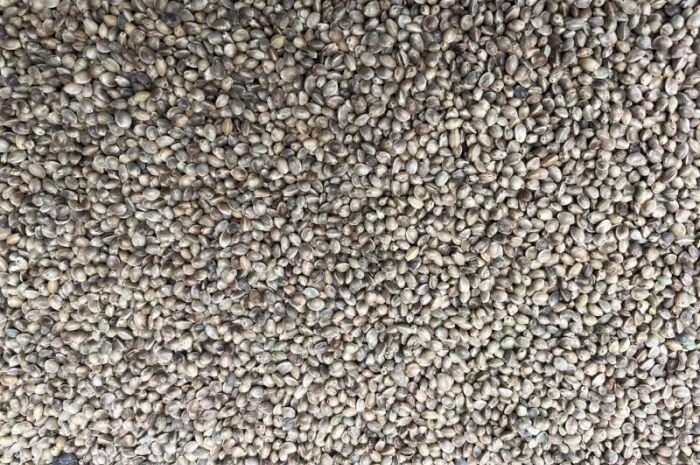 Конопля на масло- фото № 1