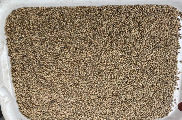 Конопля на масло- фото № 2