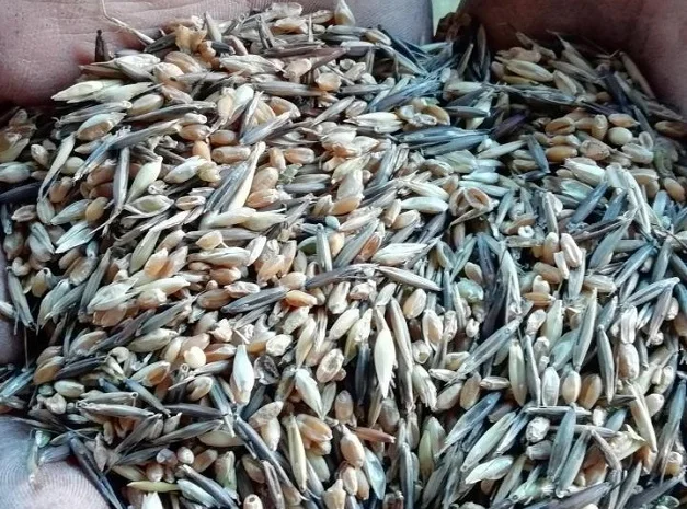 Куплю некондицию и зерноотходы- фото № 1