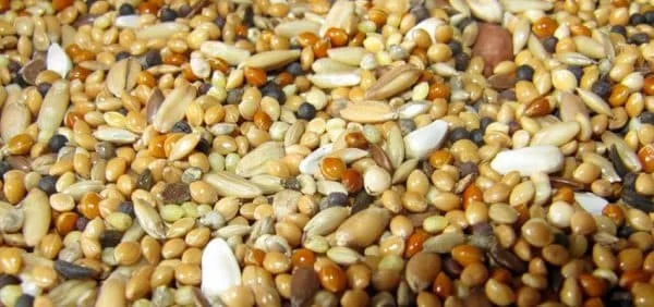 Зернові, бобові, некондицію, зерновідходи куплю дорого- фото № 1