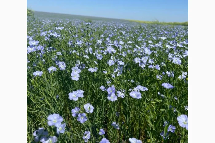 Купую льон- фото № 1