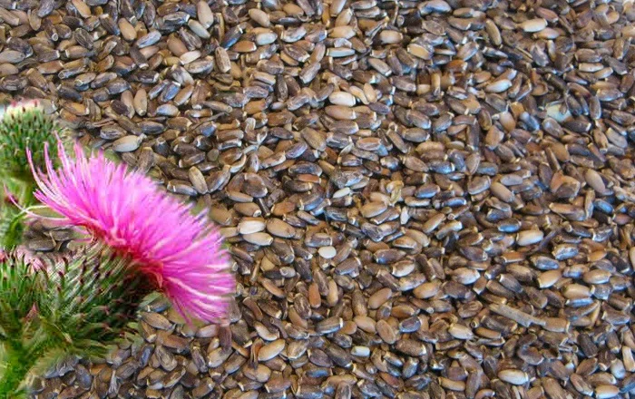 Купую розторопшу- фото № 1