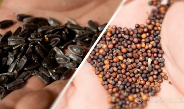 Купуємо олійні культури- фото № 1