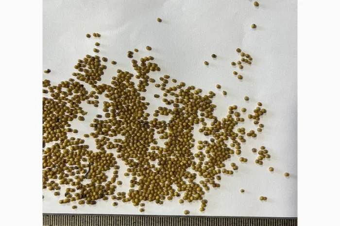 Продам гірчицю жовту сорт "Мішутка"- фото № 2