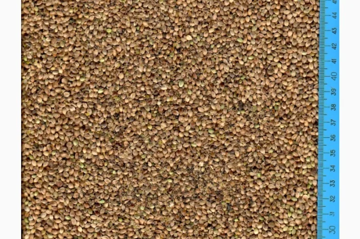 Закупівля насіння коноплі технічної для виробництва олії- фото № 1