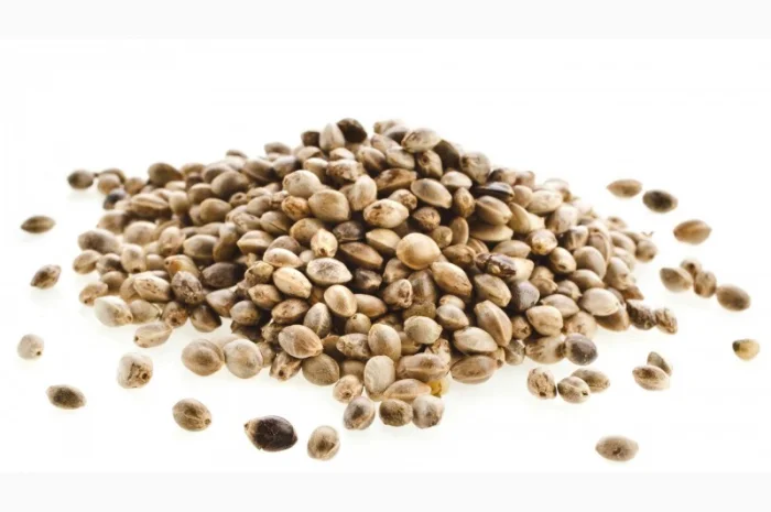 Закуповуєм насіння коноплі технічної/ Скупаем семена конопли технической- фото № 1