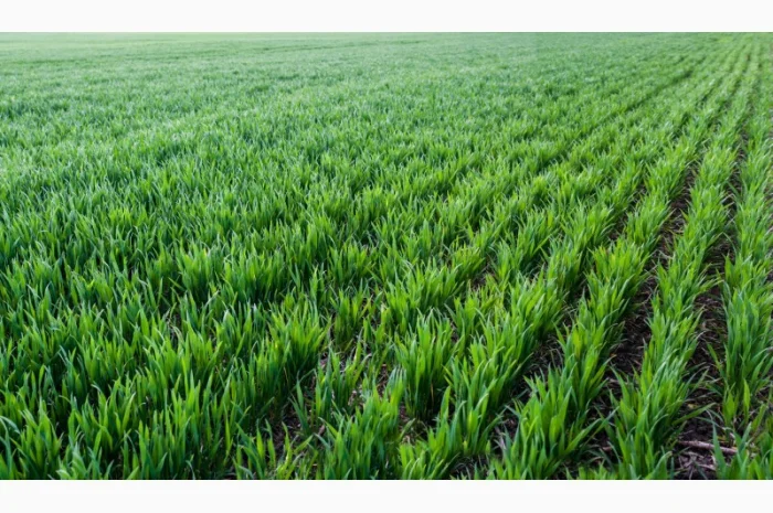 Смесь сидератов весной – идеальное решение для вашего грунта- фото № 1