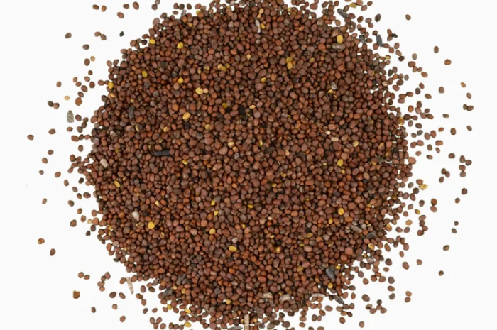 Редька Олійна від 1 кг продам сидерат- фото № 4