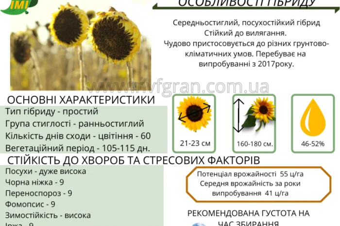 Насіння соняшника та кукурудзи- фото № 2