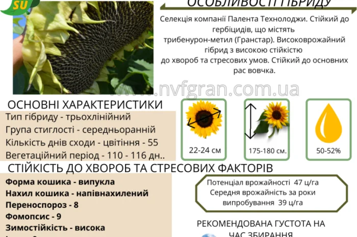 Насіння соняшника та кукурудзи- фото № 3