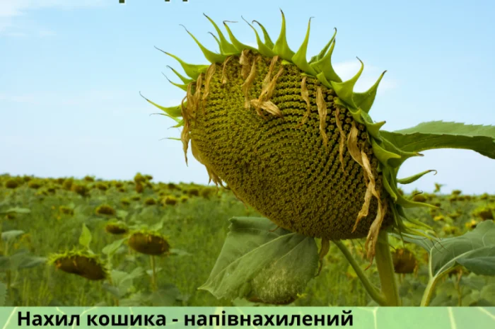 Бери!!! Насіння соняшника та (або) кукурудзи та гарантовано отримуй знижку- фото № 12