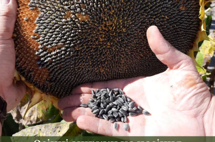 Насіння СОНЯШНИКА та Кукурудзи за доступними цінами- фото № 1