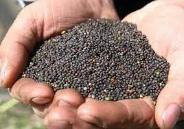 Куплю ріпак, соняшник, пшеницю- фото № 1