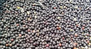 Закуповуємо ріпак, соняшник, пшеницю- фото № 1