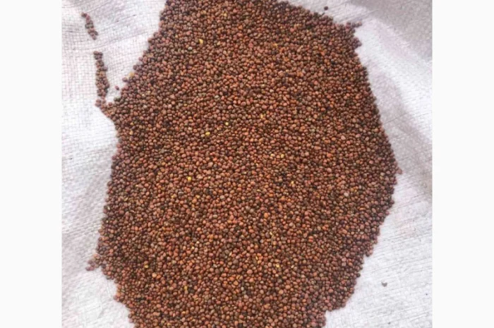 Насіннєва олійна редька- фото № 1