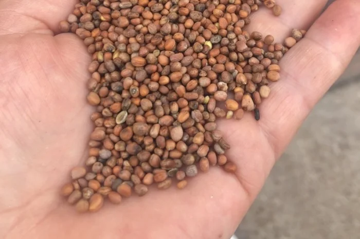 Насіннєва олійна редька- фото № 2