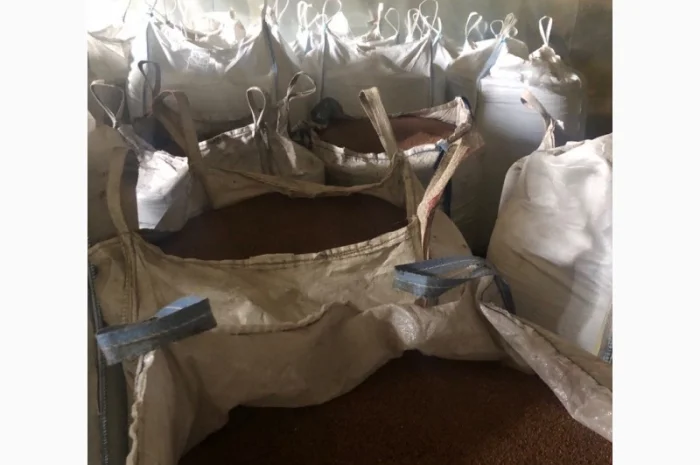 Насіннєва олійна редька- фото № 3