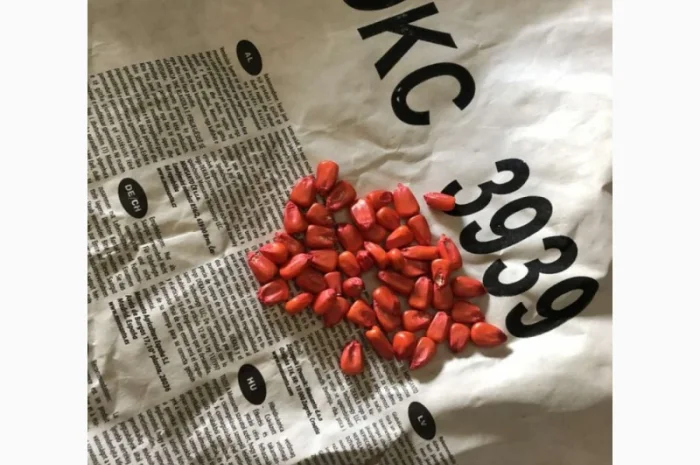 Насіння соняшнику та кукурудзи ДКС, ПІОНЕР, СИНГЕНТА оригінал, імпорт- фото № 2