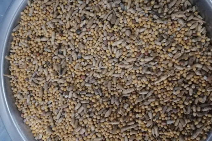 Продается отходы белой горчицы- фото № 2