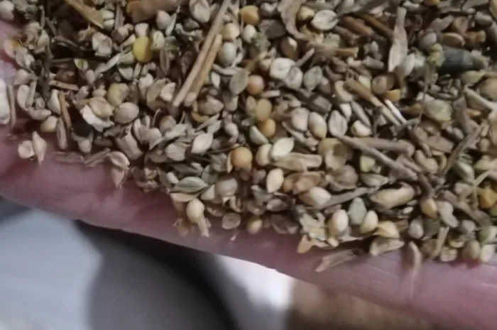 Продается отходы белой горчицы- фото № 4