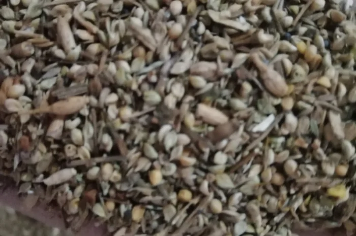 Продается отходы белой горчицы- фото № 7