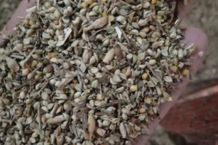 Продается отходы белой горчицы- фото № 8