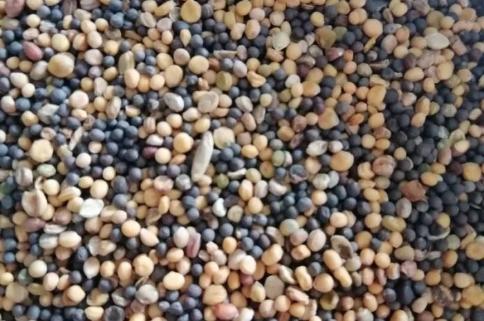 Пропонуємо сидерат гірчиця жовта та ріпак- фото № 1