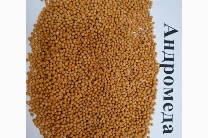 Продается семена горчицы белой сорта Андромеда- фото № 1