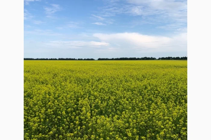 Продам гірчицю білу- фото № 1