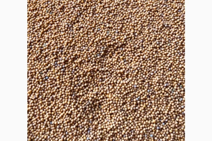 Продам гірчицю білу- фото № 2