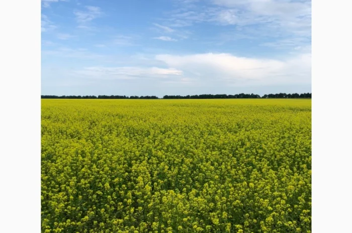 Гірчиця біла Андромеда- фото № 1