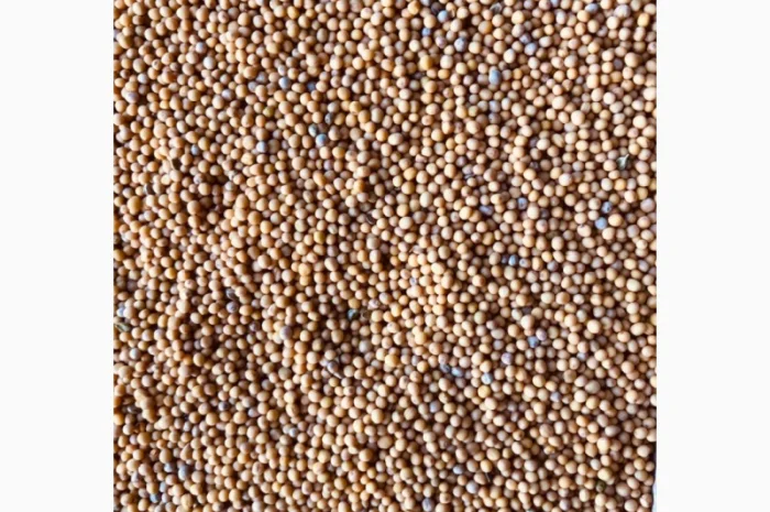 Гірчиця біла Андромеда- фото № 2