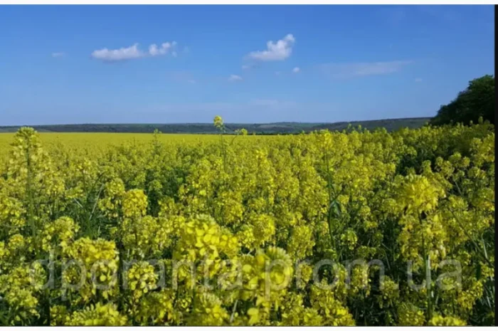 Гірчиця на сидерат- фото № 1