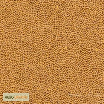 Куплю жовту та білу гірчицю- фото № 1