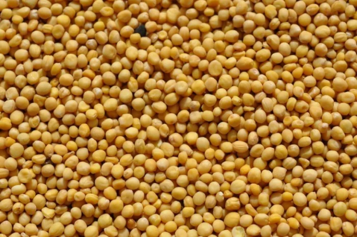 Купую гірчицю жовту, білу, чорну- фото № 1