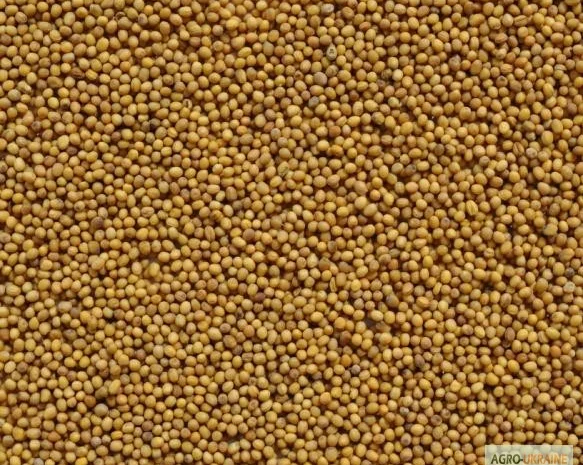 Купую гірчицю жовту, білу, чорну- фото № 2