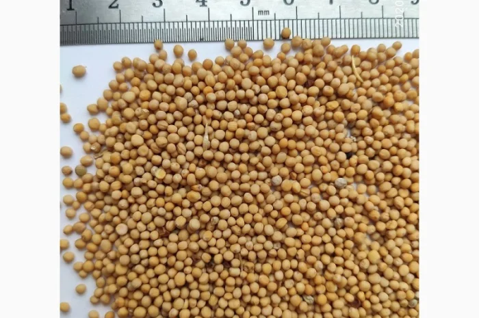 Продается белая горчица сорта Каролина- фото № 1