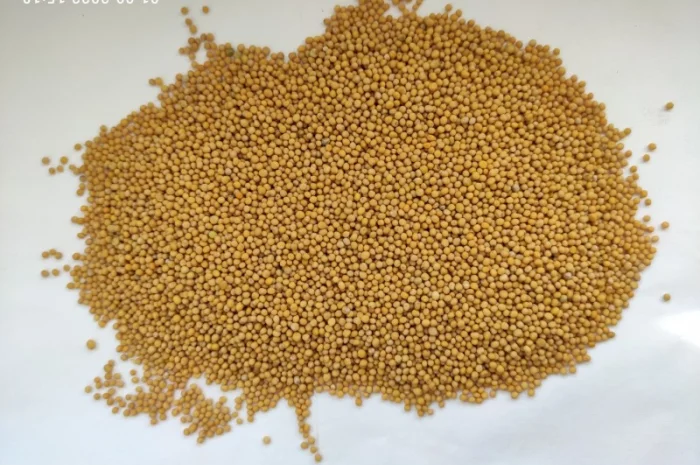 Насіння гірчиці білого сорту "Андромеда"- фото № 1