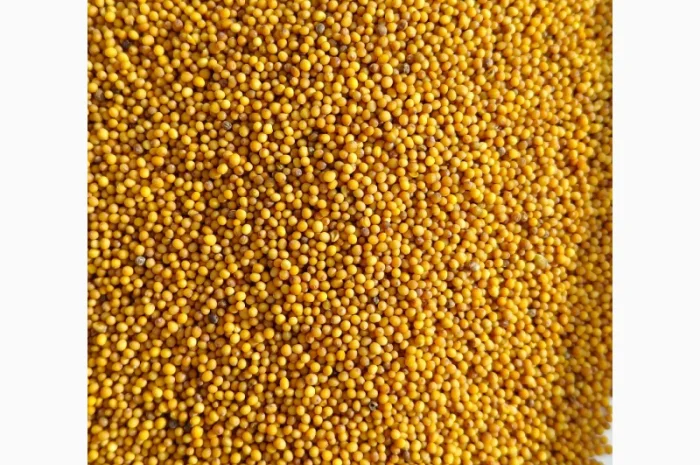 Гірчиця озима жовта (сарептська, сиза), сорт Мішутка- 100т- фото № 1