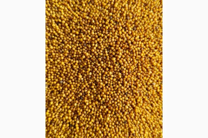 Гірчиця озима жовта (сарептська, сиза), сорт Мішутка- 100т- фото № 2