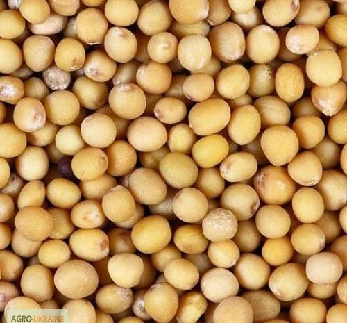 Пропонується біла гірчиця та насіння різних культур- фото № 1